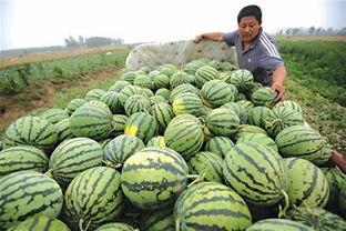 青岛潍坊网红吃瓜事件,一场网络舆论的风暴与反思