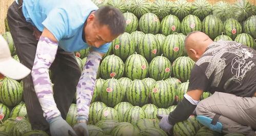 大名县吃瓜网,吃瓜网带你领略当地美食风情