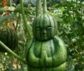 库尔勒吃瓜网红事件真相,揭秘背后真相与网络舆论的反思