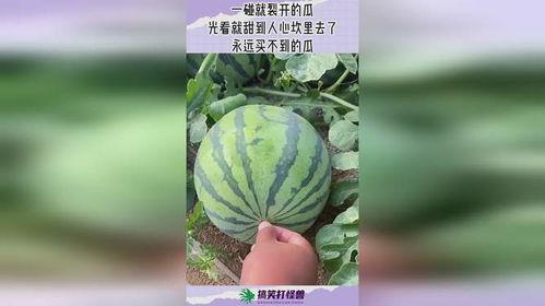 吃瓜网现在怎么进不去了呢,揭秘原因及解决方案